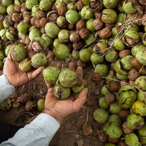 گردو