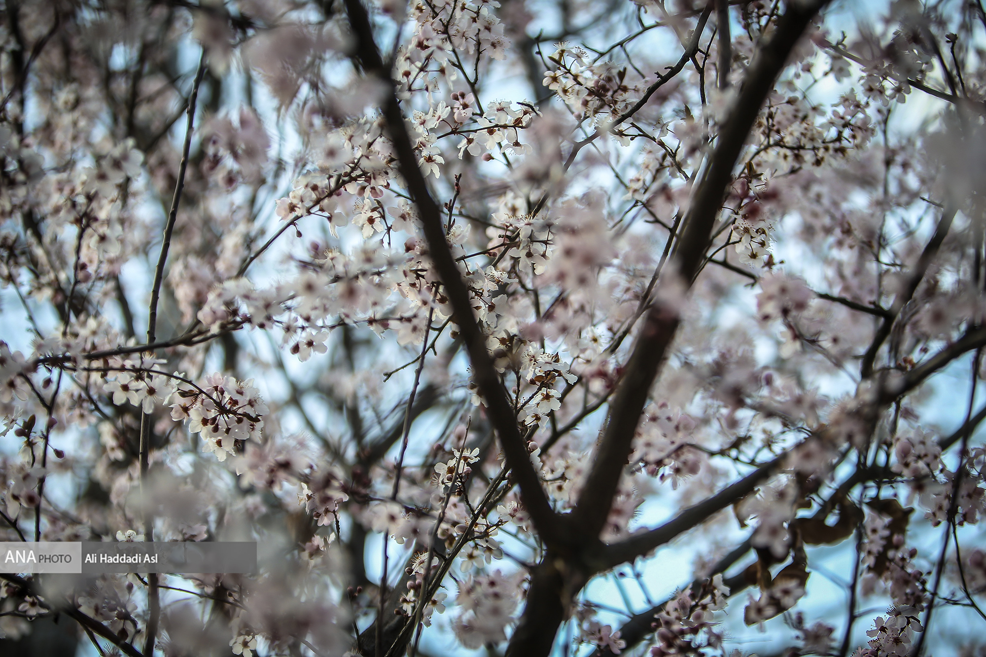 شکوفه های بهاری