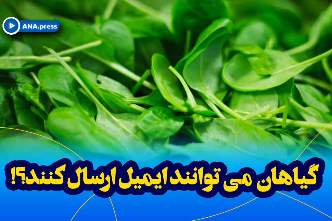 گیاه