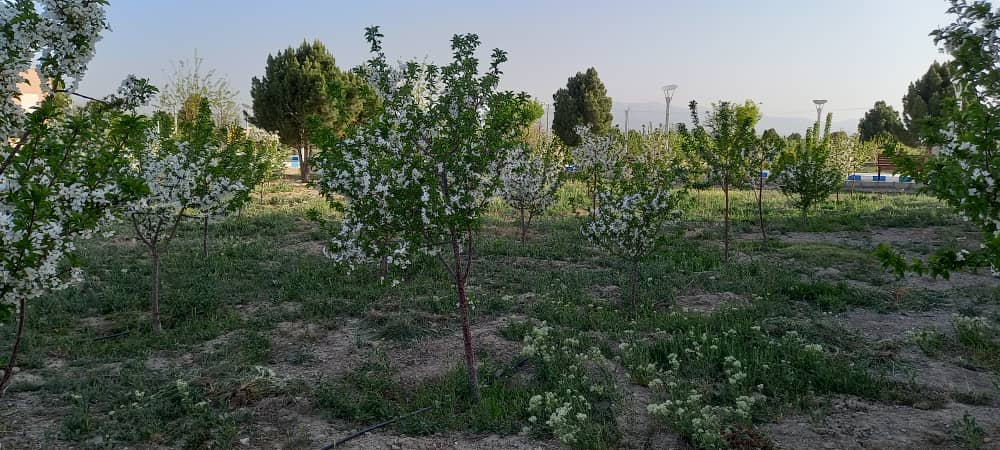 درختان مثمر واحد گلپایگان