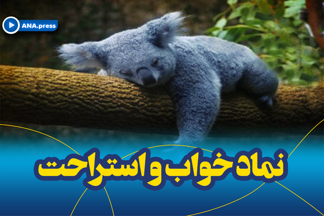 کوالا