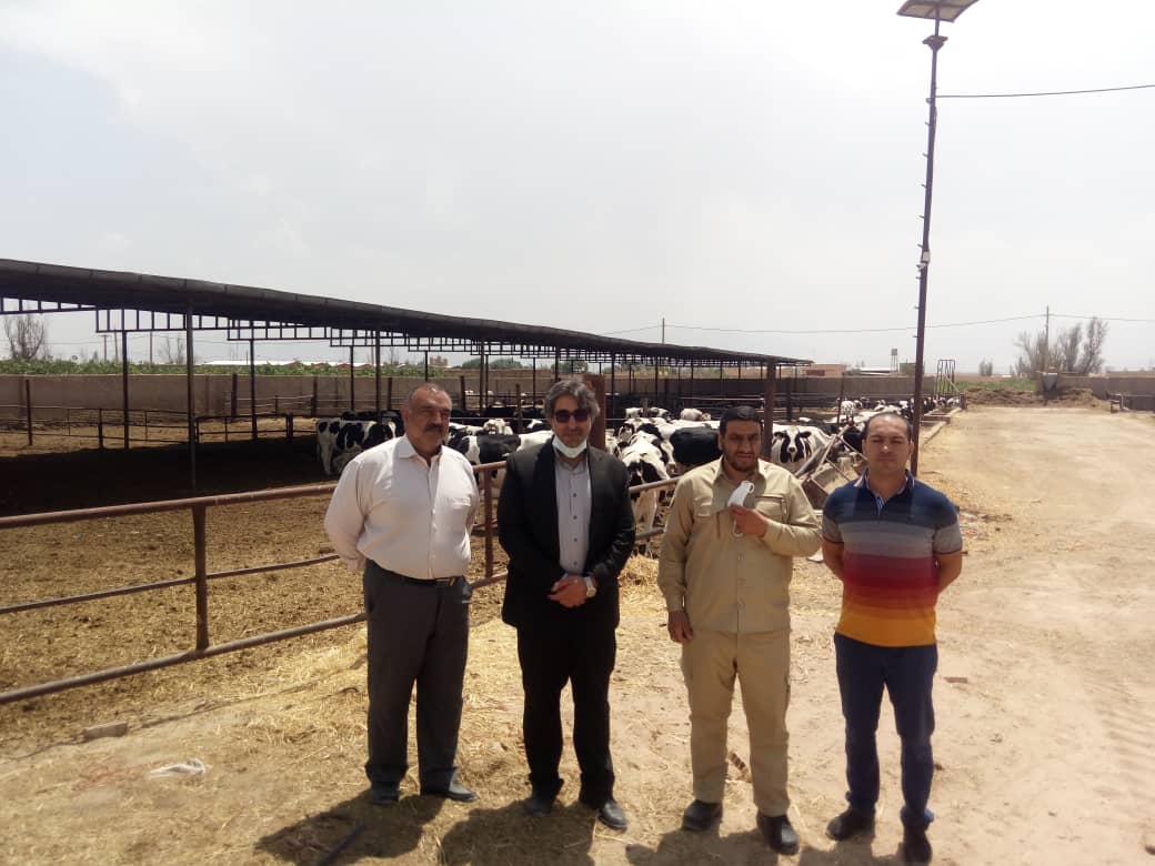 بازدید نصیری زاده از مرکز گاوداری