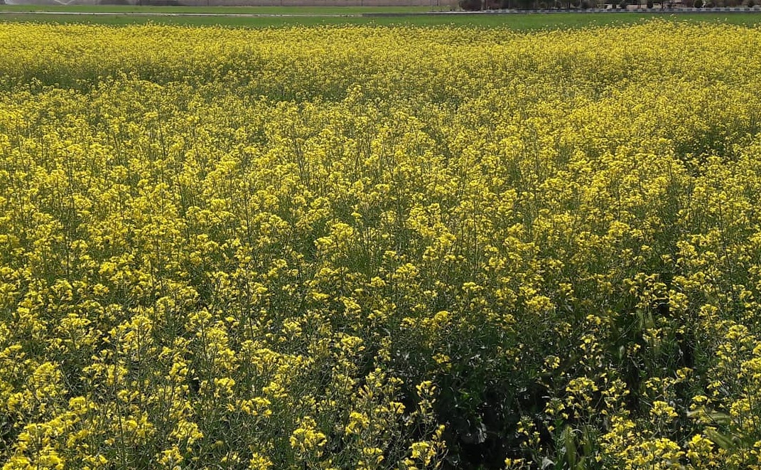 کشت محصول