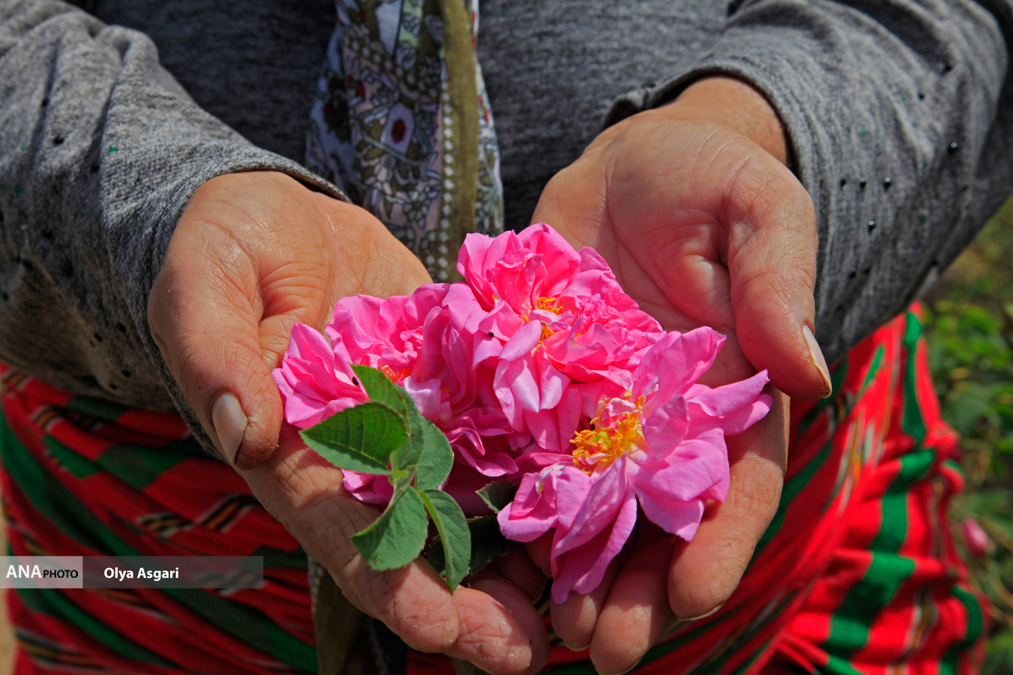 برداشت گل محمدی