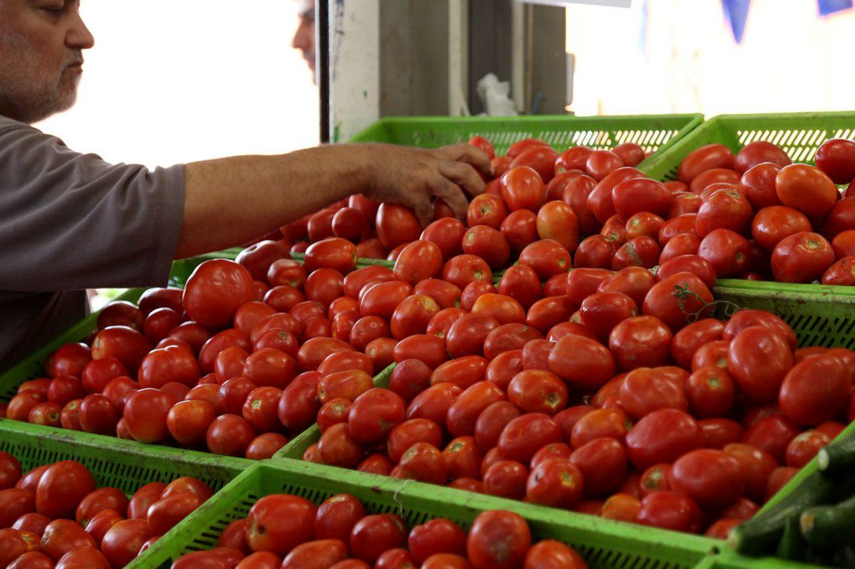 گوجه فرنگی