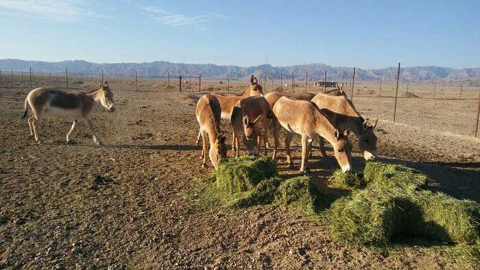 گور خر