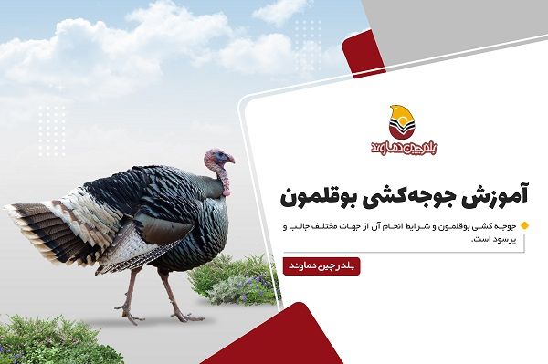 بوقلمون