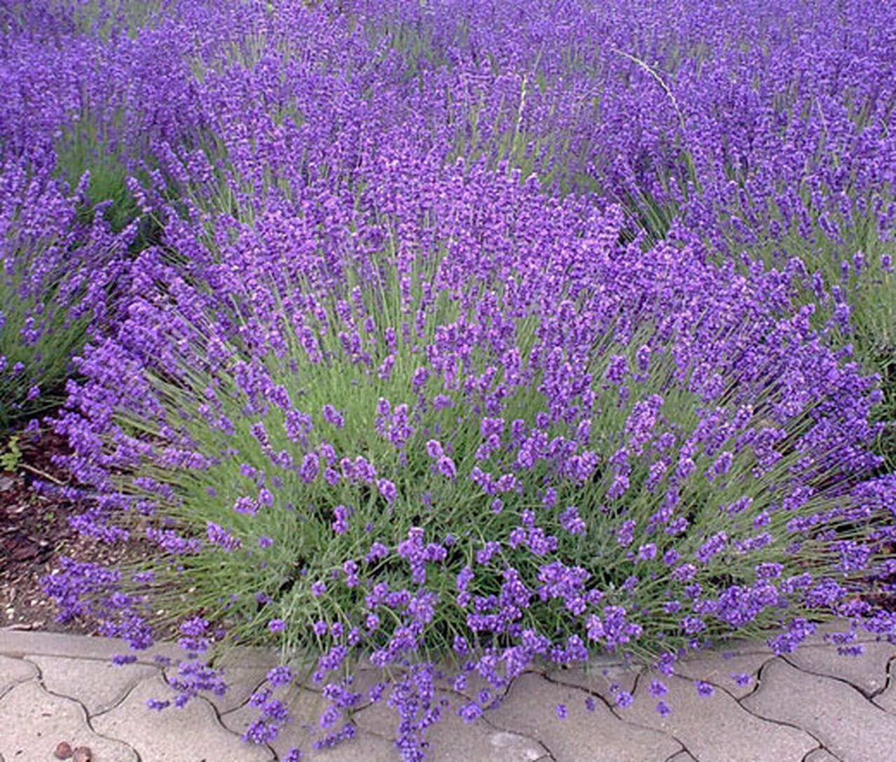 گیاهان داروئی