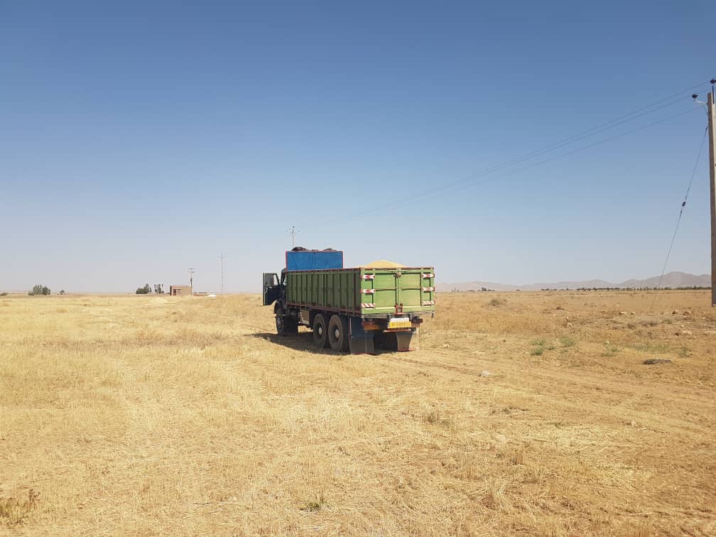برداشت گندم
