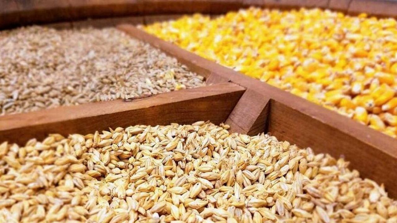 نهاده دامی