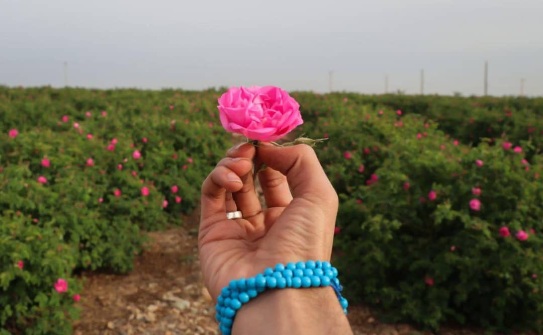 کنفرانس بینالمللی گل محمدی