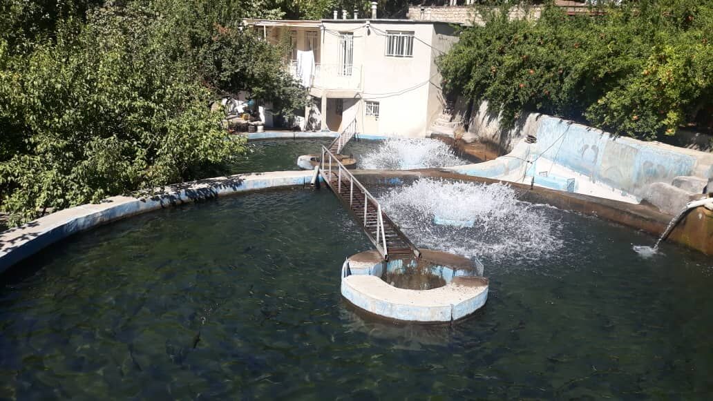 رپرتاژ