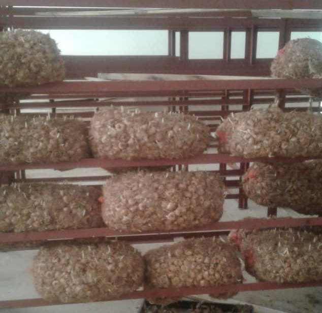 زعفران اوز