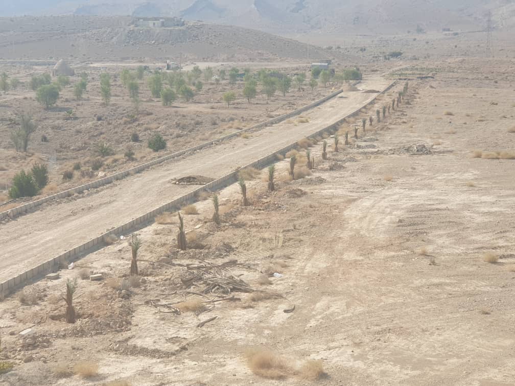 کاشت نخل