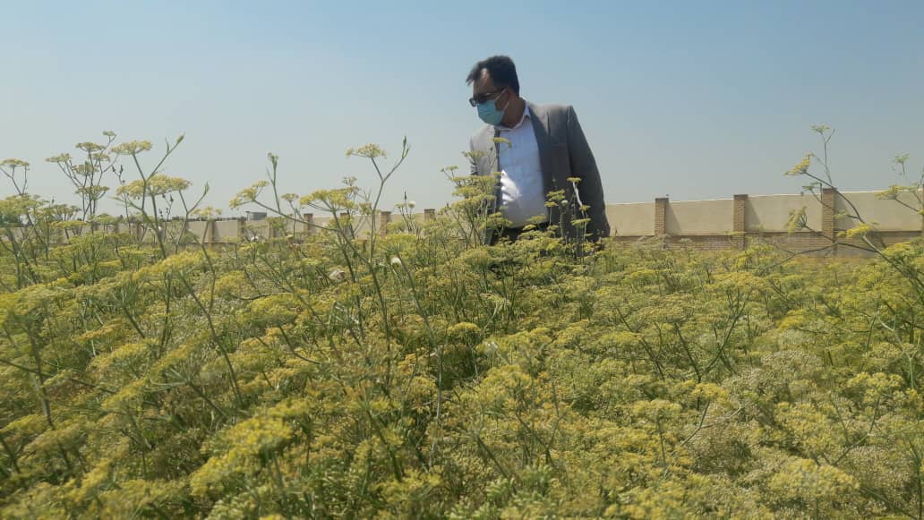 گیاهان دارویی