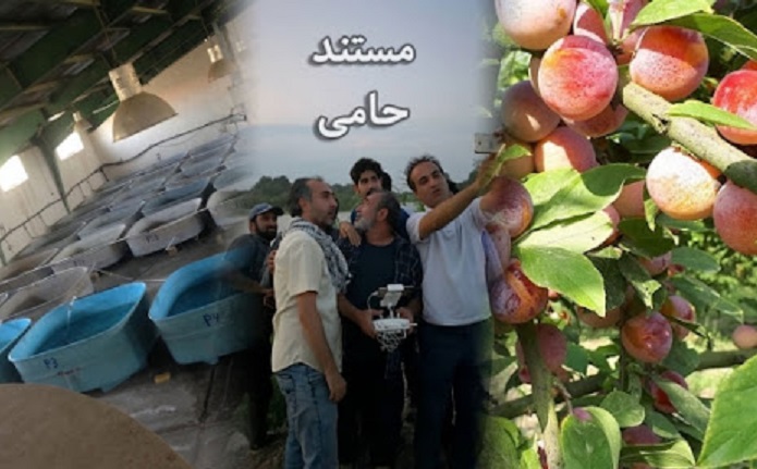 حامی