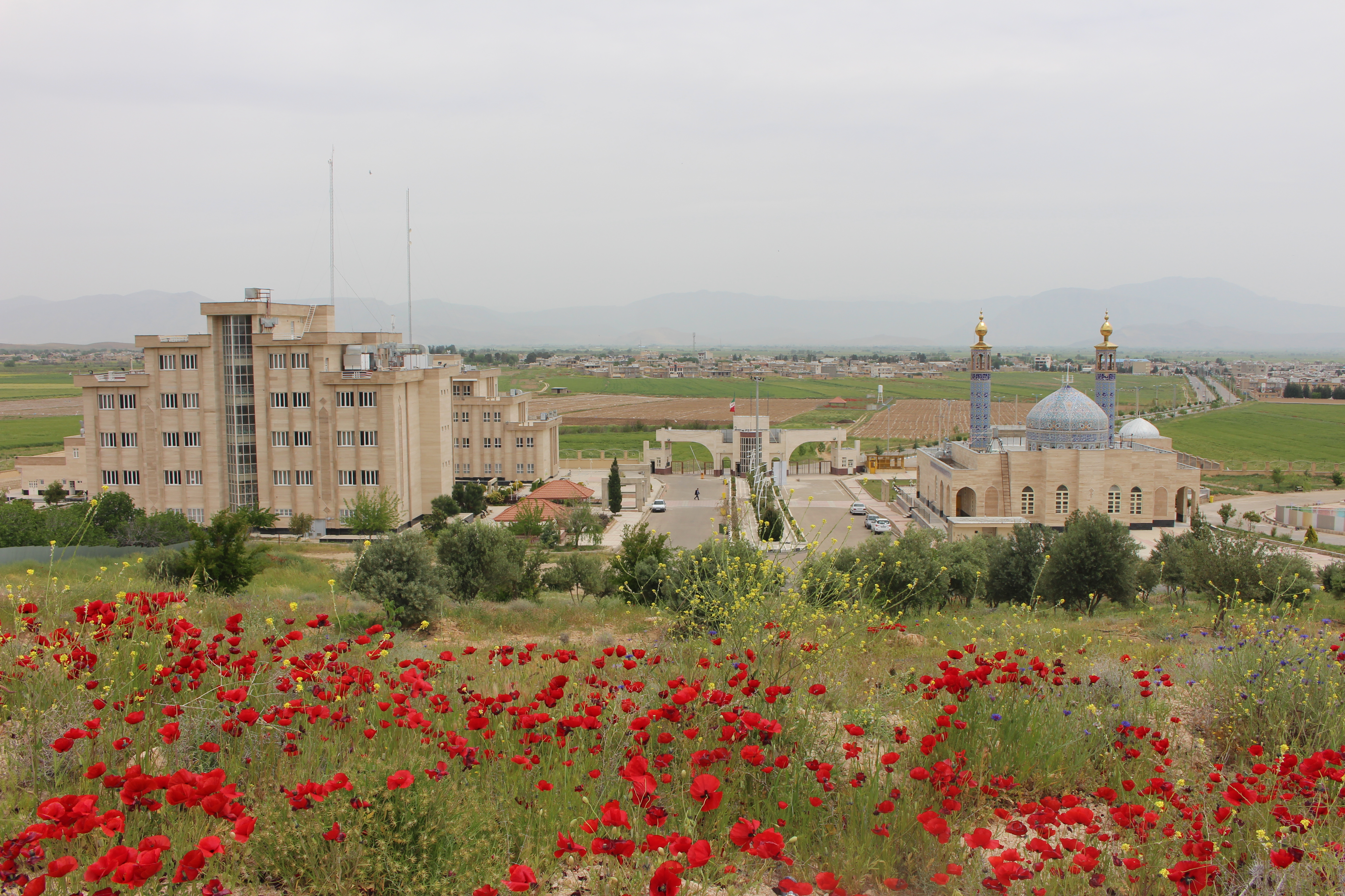 واحد بیضا