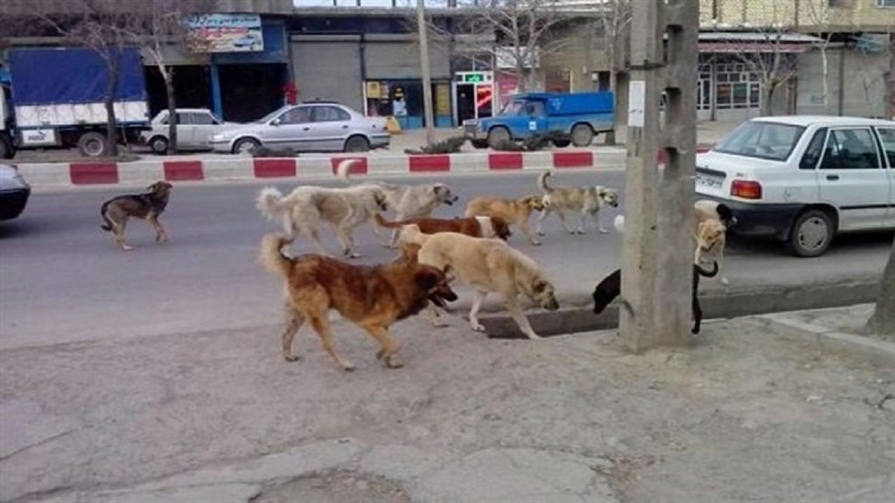 سگ ولگرد