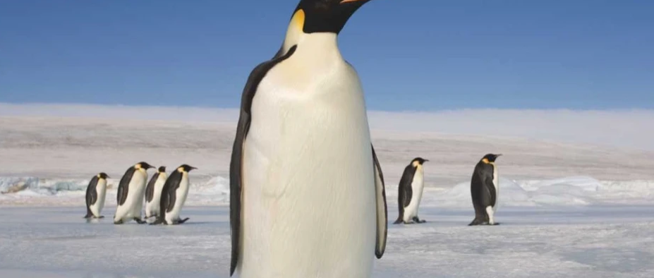 پرنده