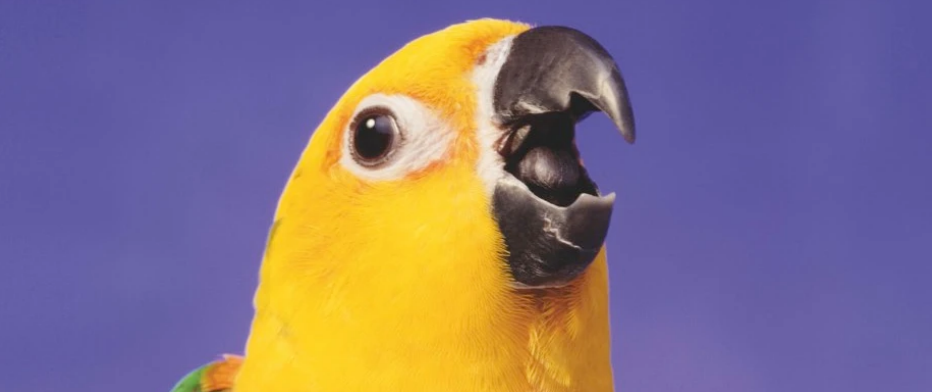 پرنده
