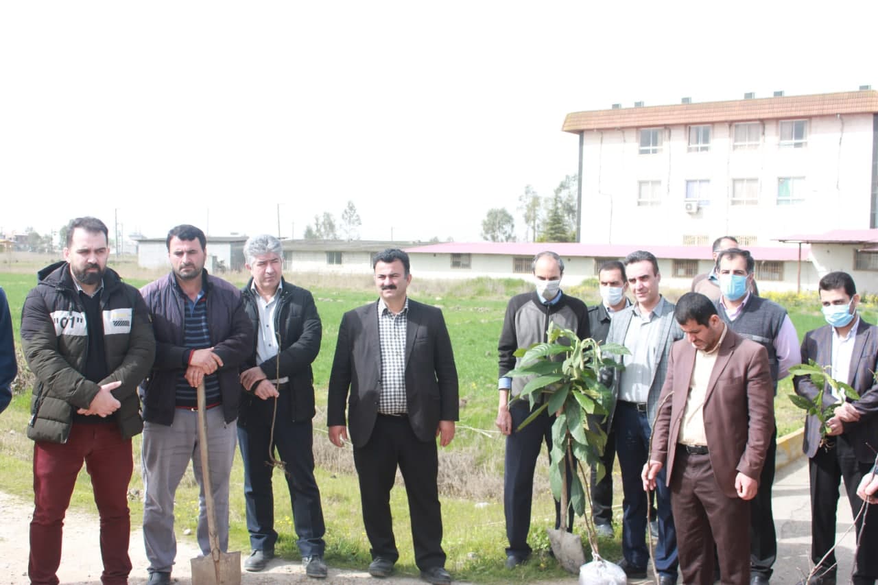درختکاری در جویبار