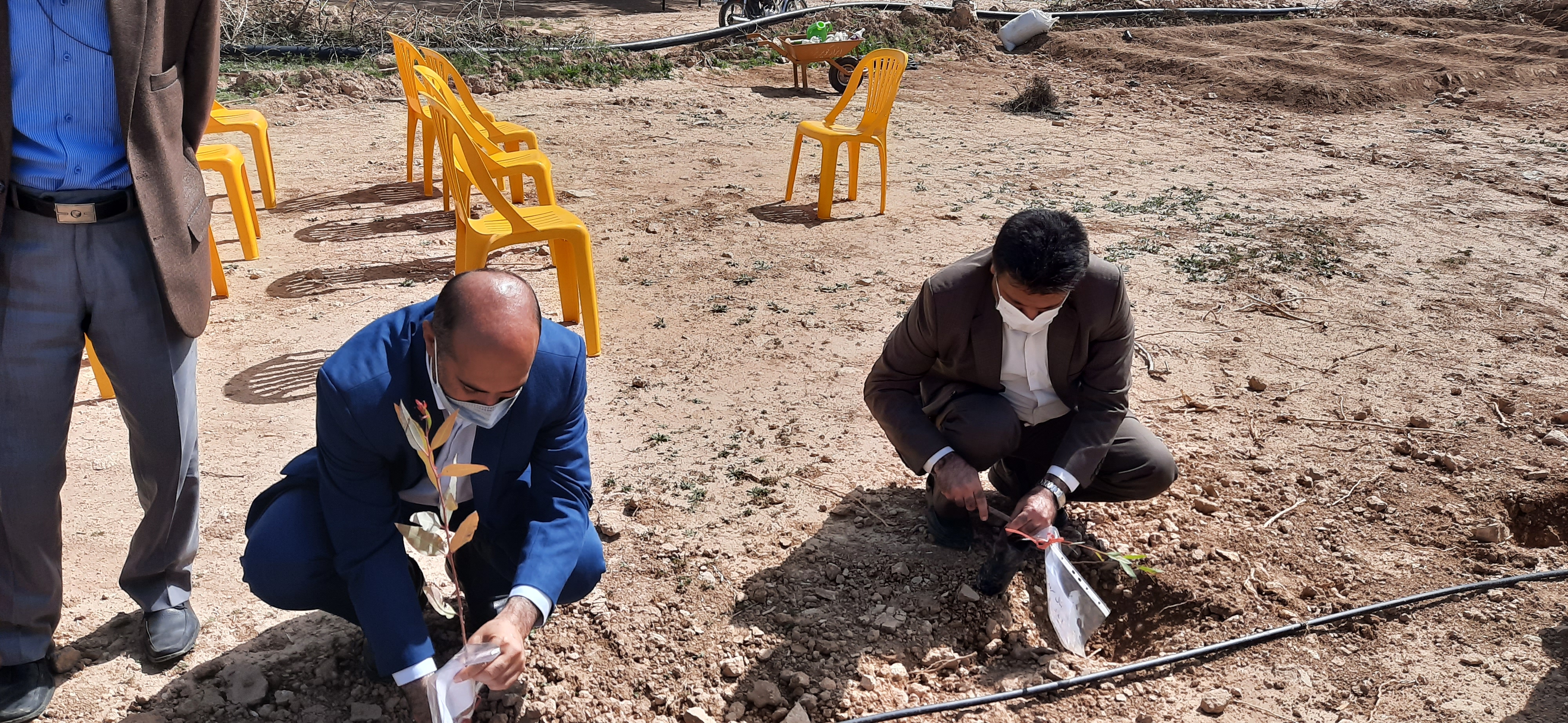 درختکاری