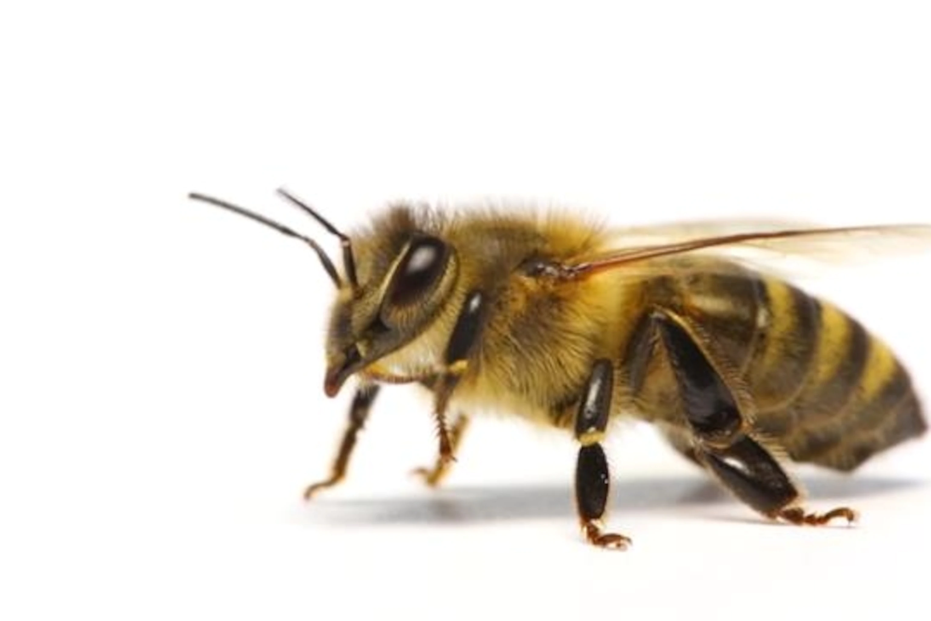 زنبور