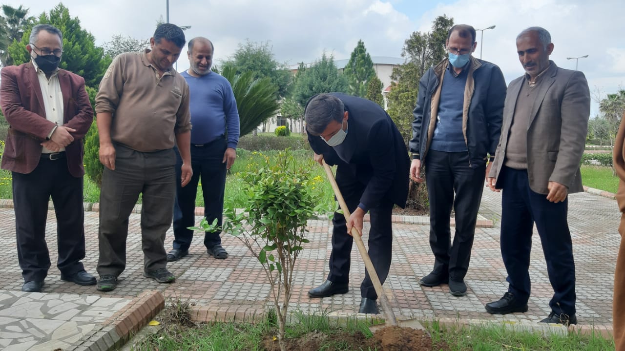 درختکاری بابل