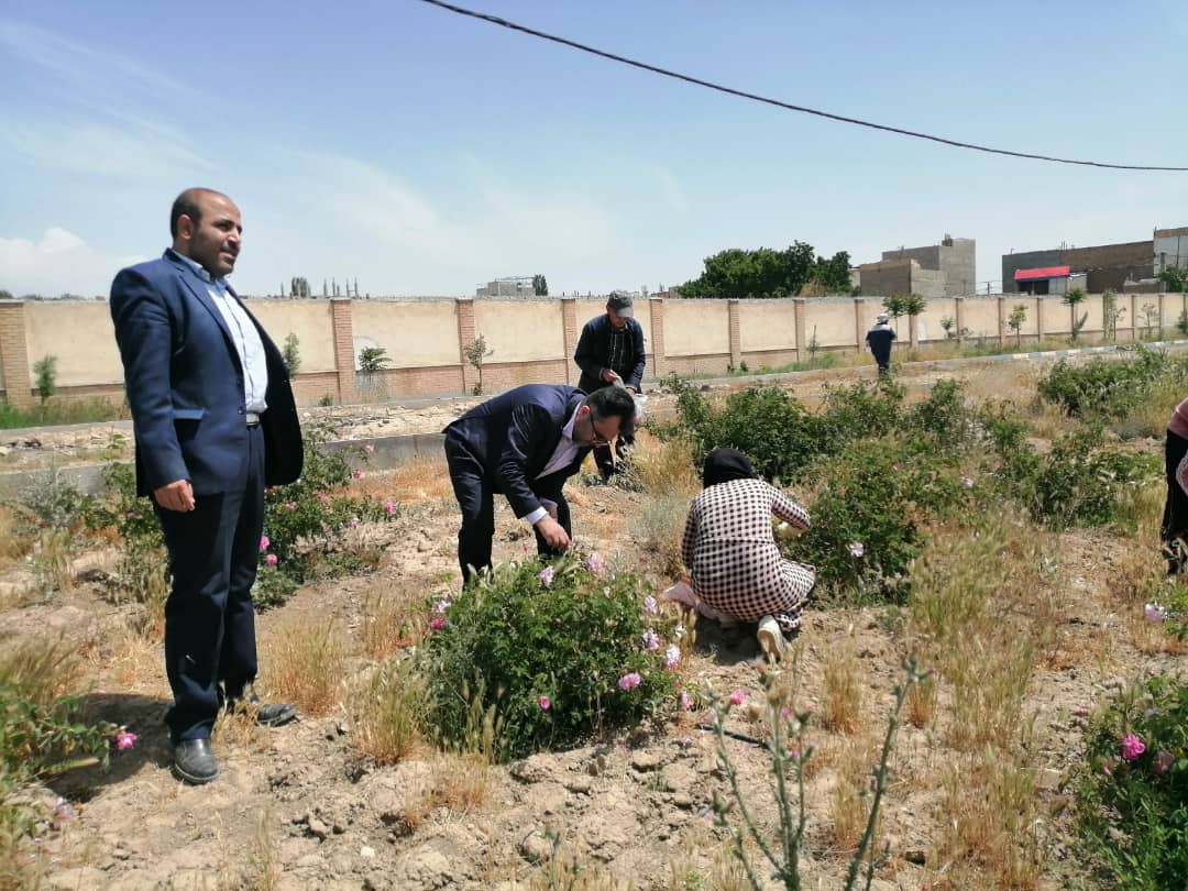 برداشت گل محمدی