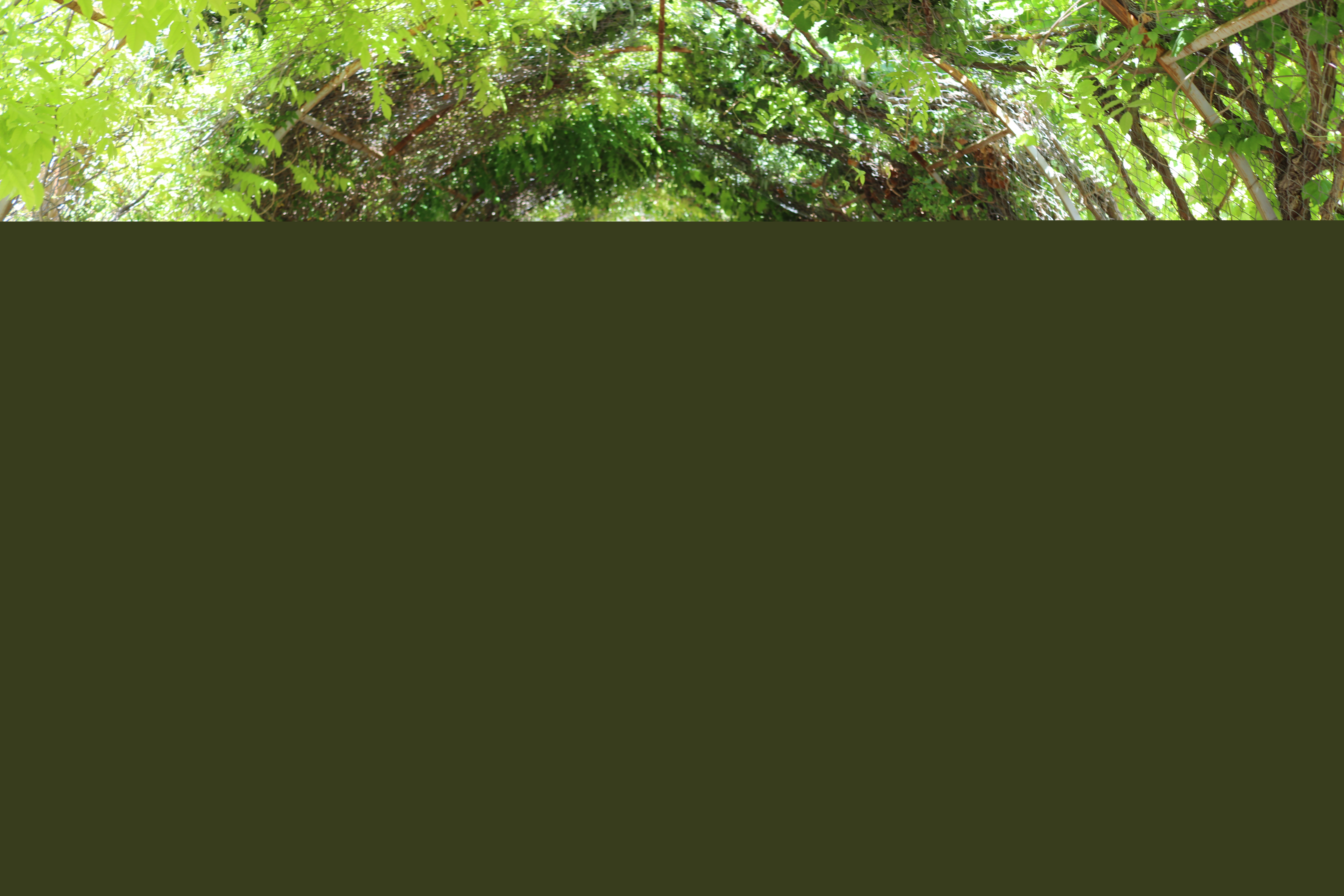 زرقان