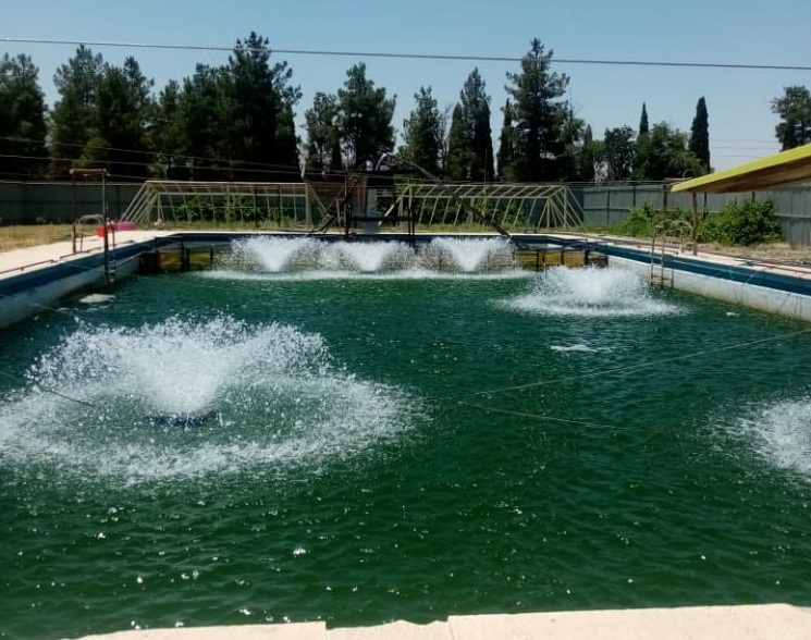 پرورش ماهی