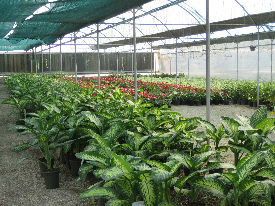 گیاهان زینتی