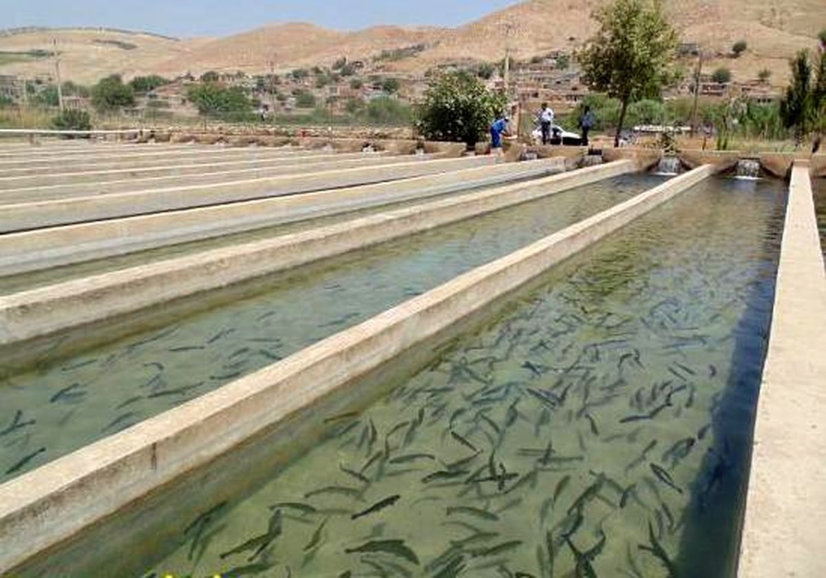 پرورش ماهی