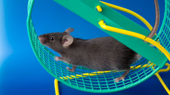 mouse_16x9_1.jpg