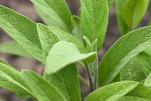 گیاه دارویی مریم گلی Salvia officinalis 1.jpg