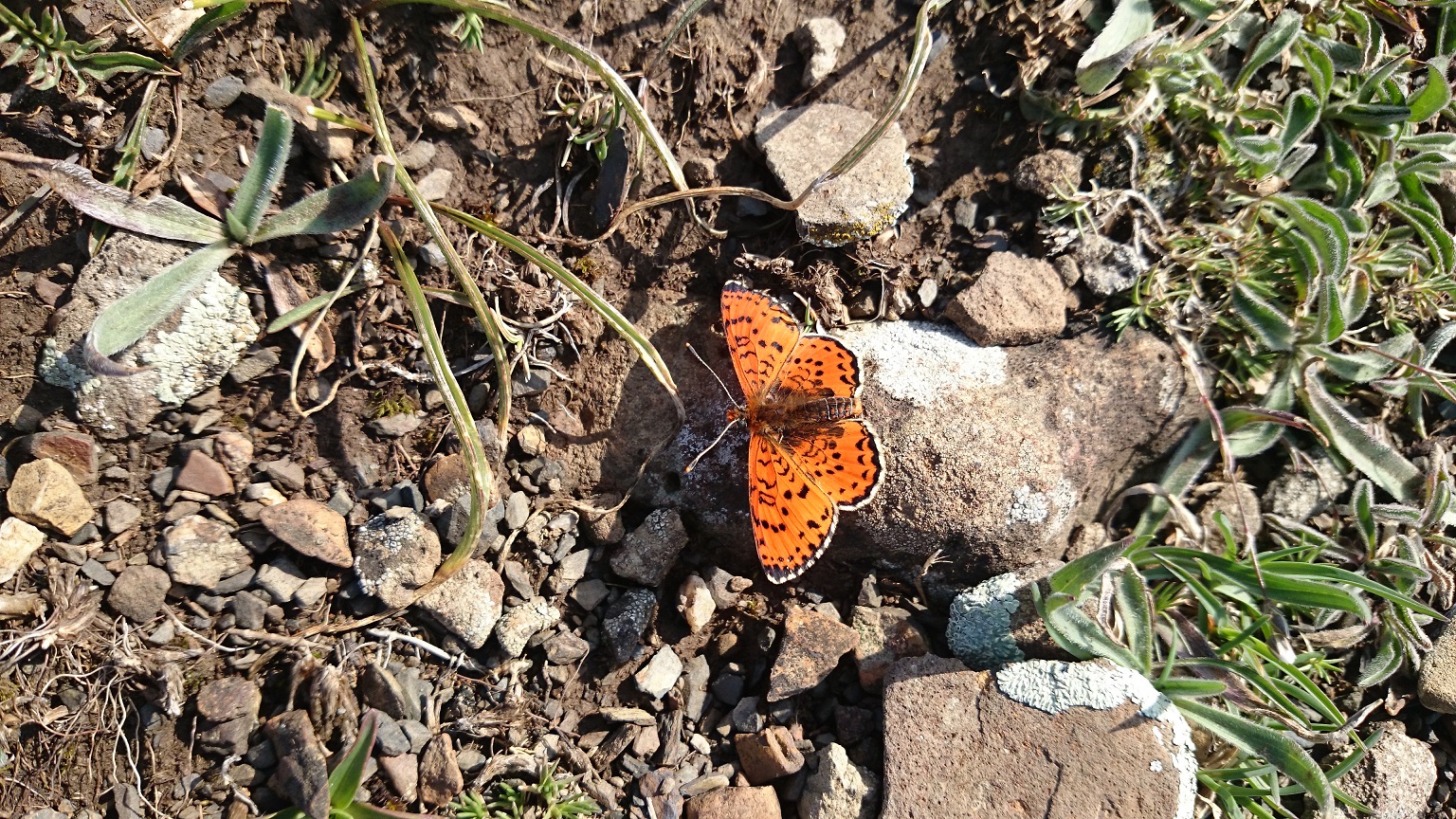 DSC_0067.JPG