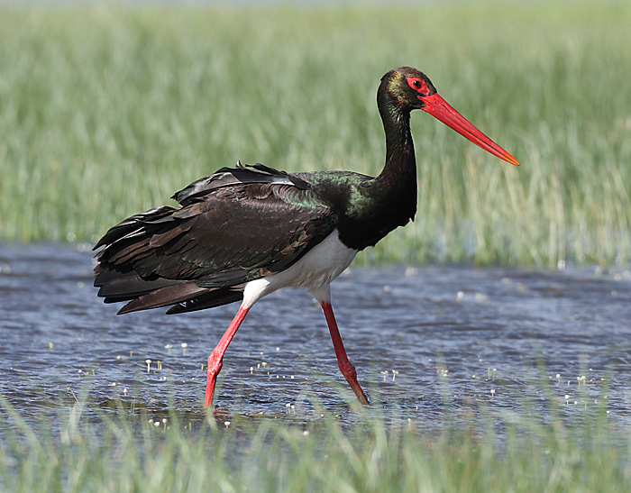 770d4-black-stork3.jpg