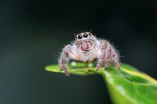 eye-3-600x400.jpg