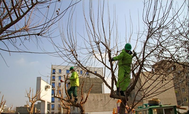 عملیات-هرس-درختان-درمعابر-و-بوستانهای-مناطق-تهران-9.jpg