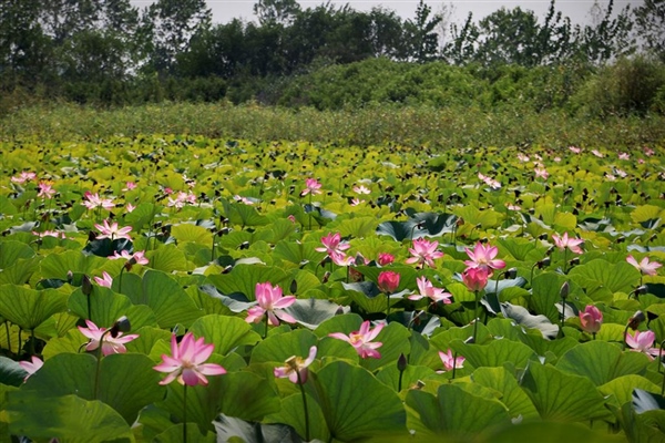 tourgardesh_com-anzali-lagoon-2.jpg