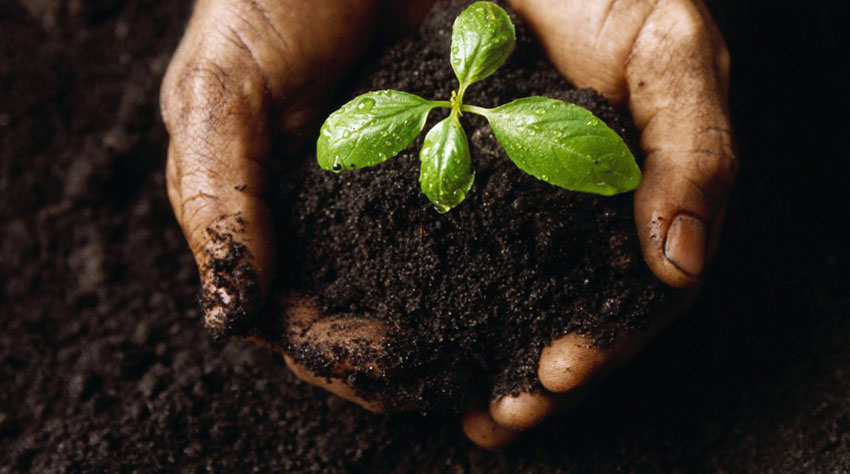 soil1203.jpg