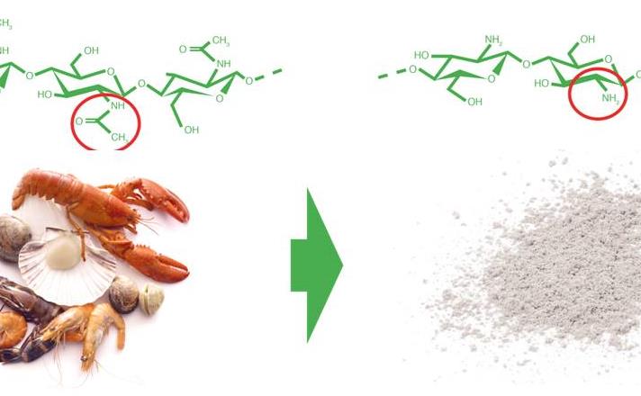 BIOPHRAMEchitinchitosan.jpg