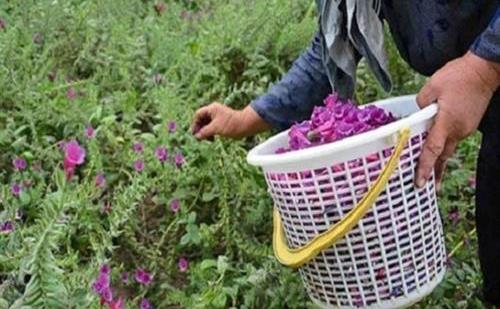 گیاهان-دارویی-مرهمی-بر-زخم-اشتغال-مددجویان-اسلام-آبادغربی.jpg