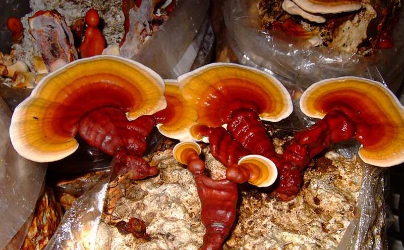 Jreishi2.jpg