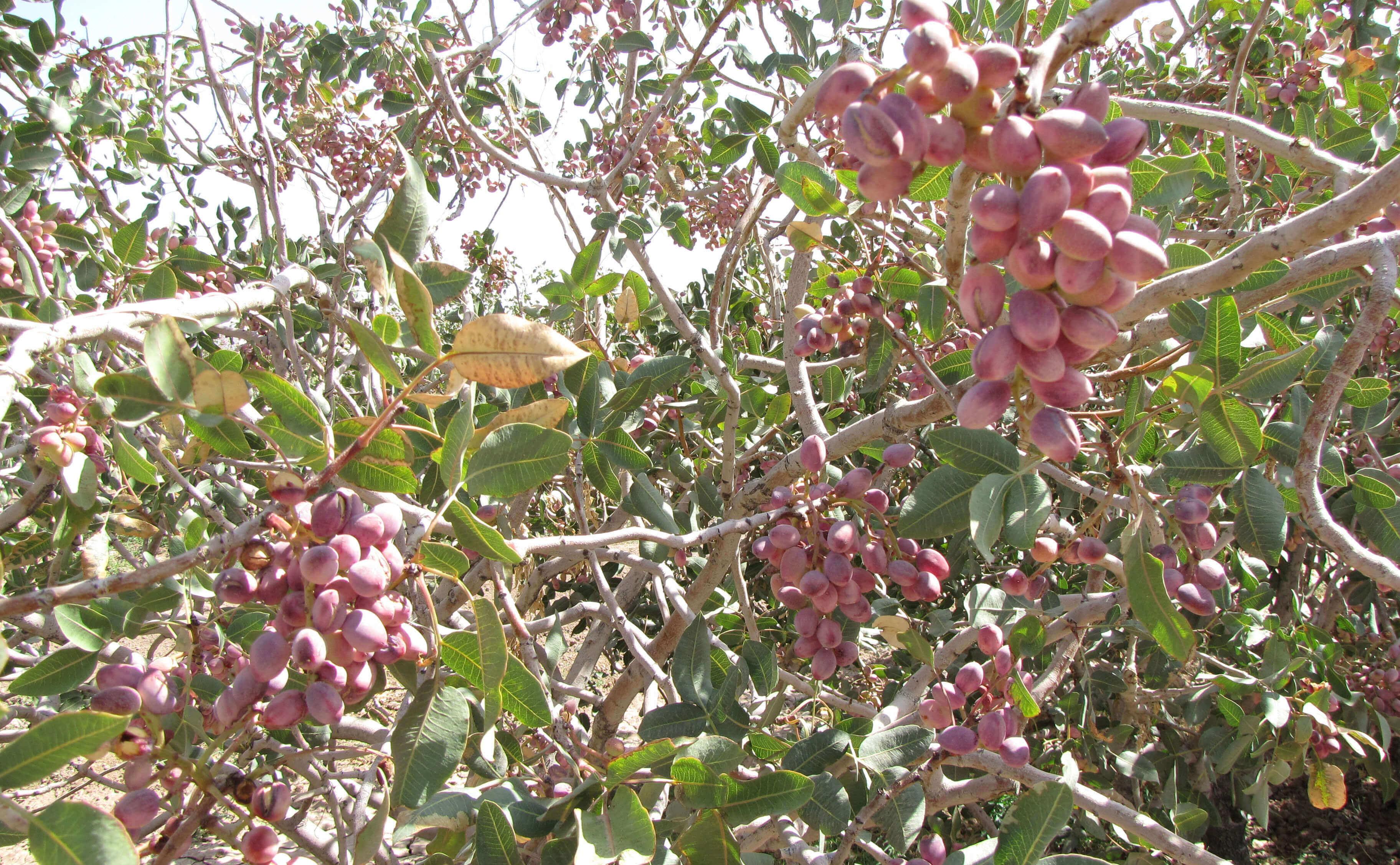 کود-دهی-باغ-پسته.jpg