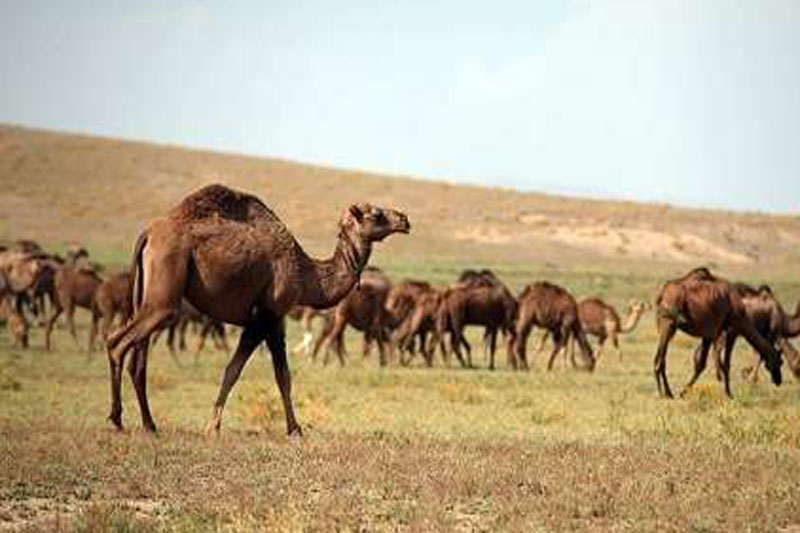 دشت+شتر.jpg
