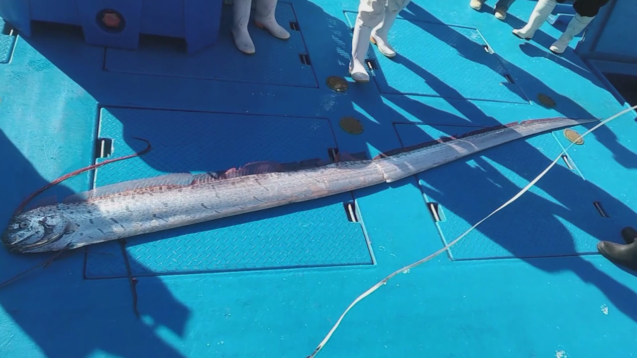 oarfish caught in Japan.jpg_35075968_ver1.0_1280_720.jpg