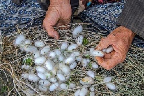 نوغانداری-اشتغال-جدید-10-خانوار-مددجوی-روستایی-در-قم.jpg