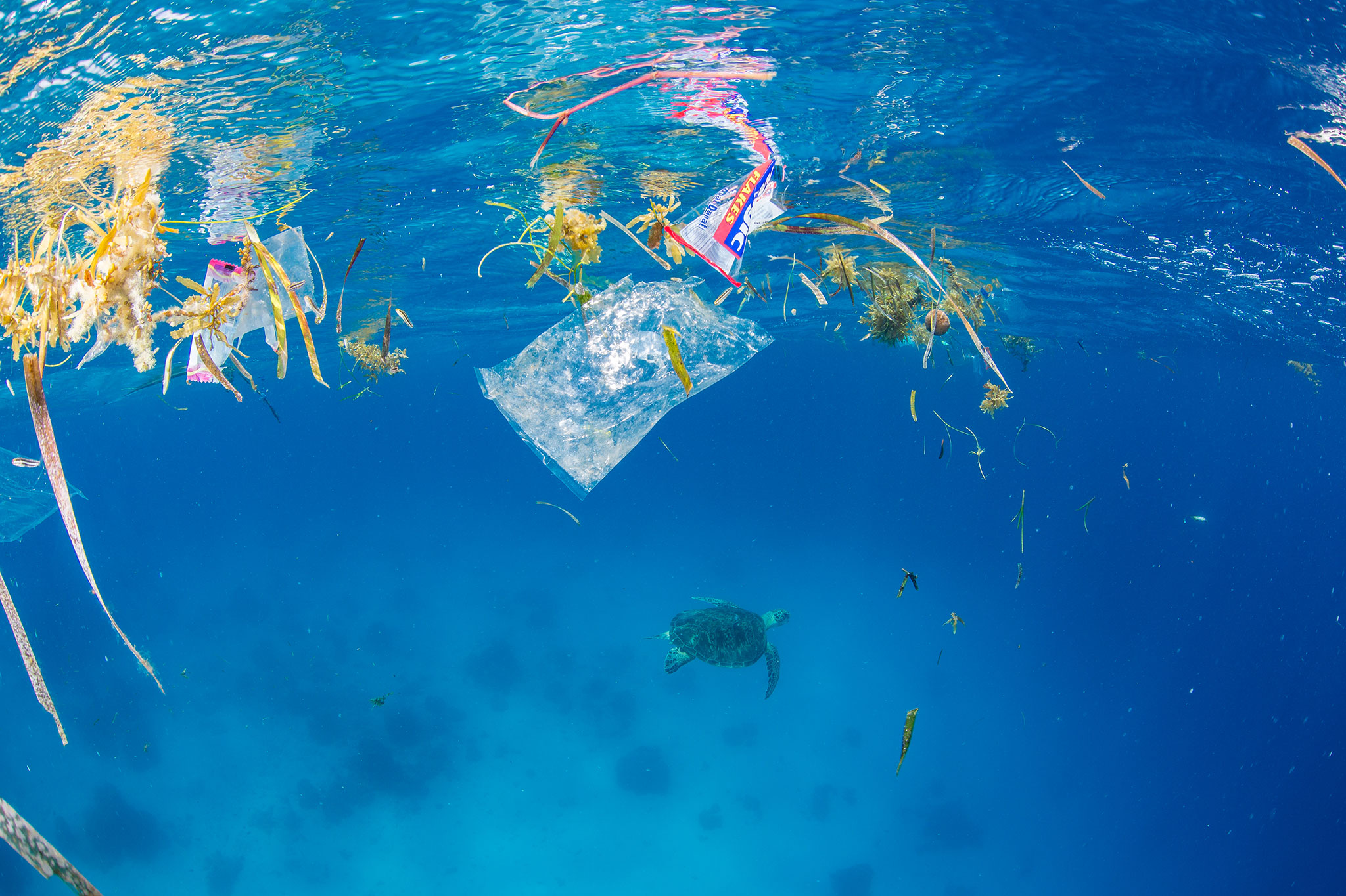 animals-plastic-nationalgeographic_2636691.jpg