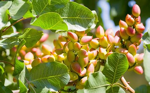 Iran-Pistachio-Festival-b-720x300.jpg
